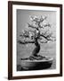 100-Year-Old Bonsai Cherry Tree in Collection of Keibun Tanaka-null-Framed Photographic Print