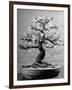 100-Year-Old Bonsai Cherry Tree in Collection of Keibun Tanaka-null-Framed Photographic Print