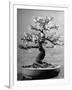 100-Year-Old Bonsai Cherry Tree in Collection of Keibun Tanaka-null-Framed Photographic Print