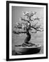 100-Year-Old Bonsai Cherry Tree in Collection of Keibun Tanaka-null-Framed Photographic Print