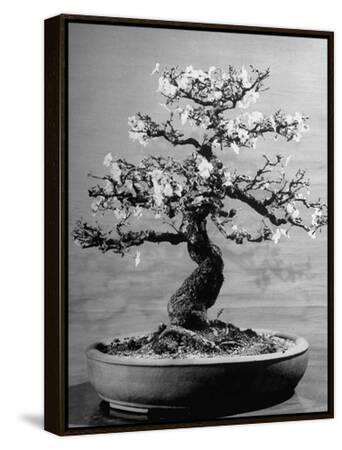 100-Year-Old Bonsai Cherry Tree in Collection of Keibun Tanaka Photographic  Print | AllPosters.com