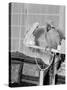 100 Year Old Parrot 1952-Staff-Stretched Canvas