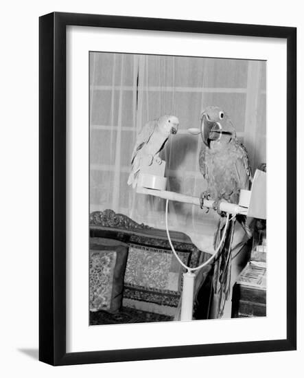 100 Year Old Parrot 1952-Staff-Framed Photographic Print