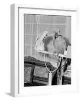 100 Year Old Parrot 1952-Staff-Framed Photographic Print