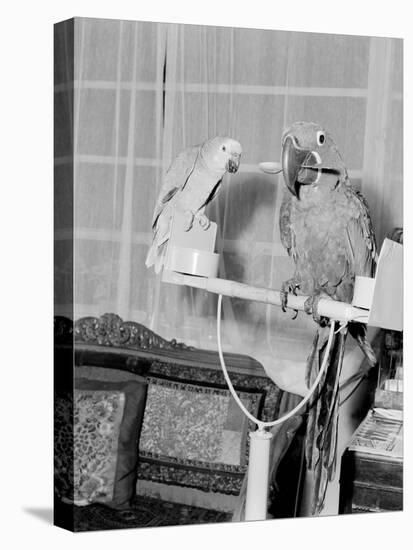 100 Year Old Parrot 1952-Staff-Stretched Canvas