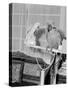 100 Year Old Parrot 1952-Staff-Stretched Canvas
