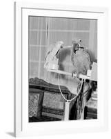 100 Year Old Parrot 1952-Staff-Framed Photographic Print