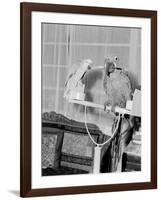 100 Year Old Parrot 1952-Staff-Framed Photographic Print