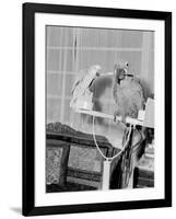 100 Year Old Parrot 1952-Staff-Framed Photographic Print