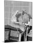 100 Year Old Parrot 1952-Staff-Mounted Photographic Print