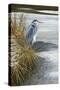 1000 Winter Heron-Jeremy Paul-Stretched Canvas