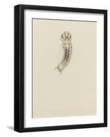 1001. Larva of Annelid, Aug. 1. 1854-Philip Henry Gosse-Framed Giclee Print