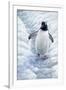 1009 Gentoo Penguin-Jeremy Paul-Framed Giclee Print