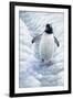 1009 Gentoo Penguin-Jeremy Paul-Framed Giclee Print