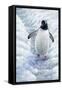 1009 Gentoo Penguin-Jeremy Paul-Framed Stretched Canvas