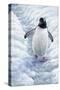 1009 Gentoo Penguin-Jeremy Paul-Stretched Canvas