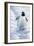 1009 Gentoo Penguin-Jeremy Paul-Framed Giclee Print