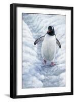 1009 Gentoo Penguin-Jeremy Paul-Framed Giclee Print