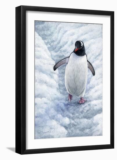 1009 Gentoo Penguin-Jeremy Paul-Framed Giclee Print