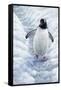 1009 Gentoo Penguin-Jeremy Paul-Framed Stretched Canvas