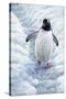 1009 Gentoo Penguin-Jeremy Paul-Stretched Canvas