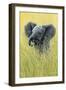 1019 Elephant In The Grass-Jeremy Paul-Framed Giclee Print