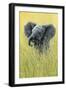 1019 Elephant In The Grass-Jeremy Paul-Framed Giclee Print
