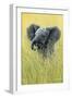 1019 Elephant In The Grass-Jeremy Paul-Framed Giclee Print