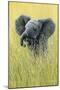 1019 Elephant In The Grass-Jeremy Paul-Mounted Giclee Print