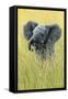 1019 Elephant In The Grass-Jeremy Paul-Framed Stretched Canvas