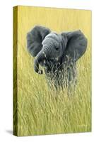 1019 Elephant In The Grass-Jeremy Paul-Stretched Canvas