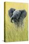 1019 Elephant In The Grass-Jeremy Paul-Stretched Canvas