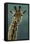 1031 Giraffe Beauty-Jeremy Paul-Framed Stretched Canvas