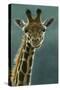 1031 Giraffe Beauty-Jeremy Paul-Stretched Canvas