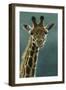 1031 Giraffe Beauty-Jeremy Paul-Framed Giclee Print