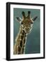 1031 Giraffe Beauty-Jeremy Paul-Framed Giclee Print