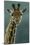 1031 Giraffe Beauty-Jeremy Paul-Mounted Giclee Print