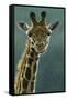 1031 Giraffe Beauty-Jeremy Paul-Framed Stretched Canvas