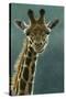 1031 Giraffe Beauty-Jeremy Paul-Stretched Canvas