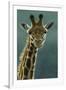 1031 Giraffe Beauty-Jeremy Paul-Framed Giclee Print