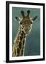 1031 Giraffe Beauty-Jeremy Paul-Framed Giclee Print