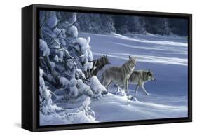 1062 The Strength Of The Wolf Is The Pack Yellowstone Wolves-Jeremy Paul-Framed Stretched Canvas