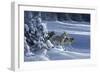 1062 The Strength Of The Wolf Is The Pack Yellowstone Wolves-Jeremy Paul-Framed Giclee Print