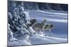 1062 The Strength Of The Wolf Is The Pack Yellowstone Wolves-Jeremy Paul-Mounted Giclee Print