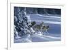 1062 The Strength Of The Wolf Is The Pack Yellowstone Wolves-Jeremy Paul-Framed Giclee Print