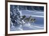 1062 The Strength Of The Wolf Is The Pack Yellowstone Wolves-Jeremy Paul-Framed Giclee Print