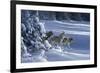 1062 The Strength Of The Wolf Is The Pack Yellowstone Wolves-Jeremy Paul-Framed Giclee Print