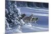 1062 The Strength Of The Wolf Is The Pack Yellowstone Wolves-Jeremy Paul-Mounted Giclee Print