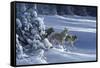 1062 The Strength Of The Wolf Is The Pack Yellowstone Wolves-Jeremy Paul-Framed Stretched Canvas