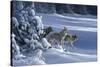 1062 The Strength Of The Wolf Is The Pack Yellowstone Wolves-Jeremy Paul-Stretched Canvas